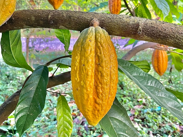 Les bienfaits de l’infusion d’écorce de cacao